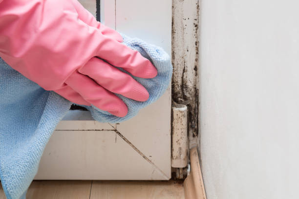 Best Attic Mold Removal  in Lake Mawk, OH