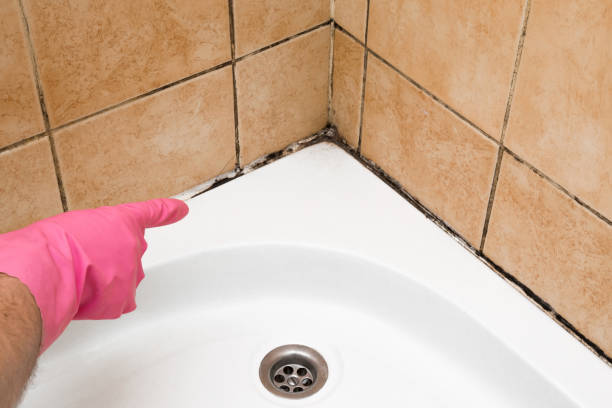 Best Toxic Mold Removal  in Lake Mawk, OH